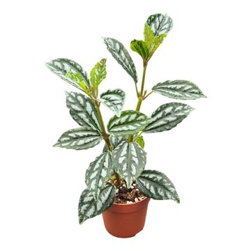 Pilea cadierei