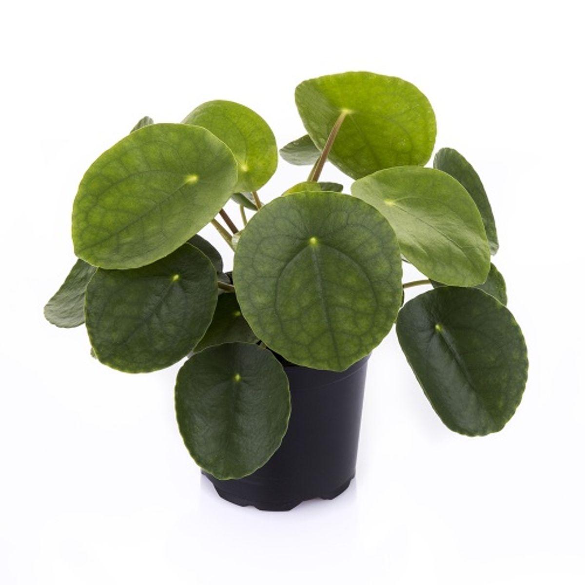 Pilea peperomioides — Plant Wholesale FlorAccess