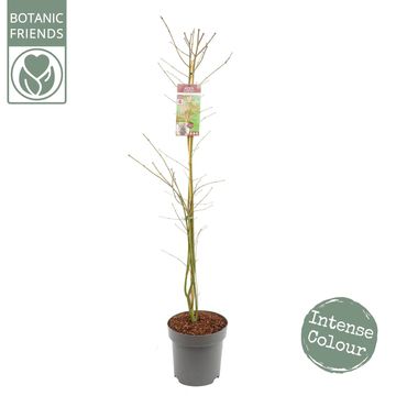 Acer palmatum 'Sumi-nagashi'