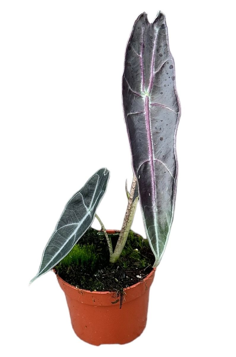 Alocasia longiloba PURPLE — Plant Wholesale FlorAccess