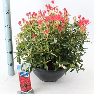 Pieris 'Forest Flame'