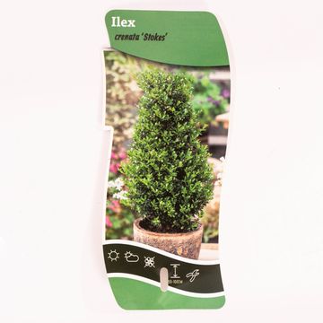 Ilex crenata 'Stokes'