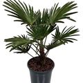Trachycarpus wagnerianus