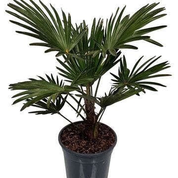 Trachycarpus wagnerianus