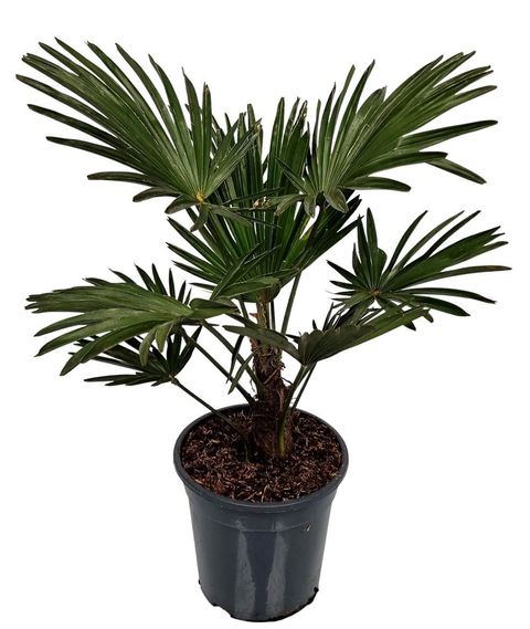 Trachycarpus wagnerianus