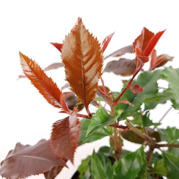 Photinia x fraseri MAGICAL VOLCANO