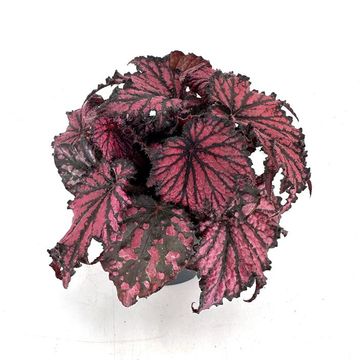Begonia RED BLACK