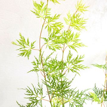 Acer palmatum 'Emerald Lace'