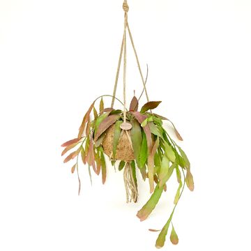 Pseudorhipsalis ramulosa 'Red Coral'