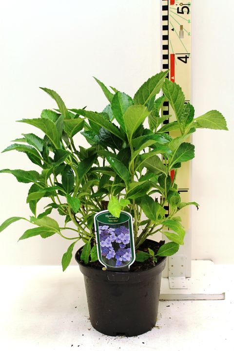 Hydrangea macrophylla 'Blaumeise'