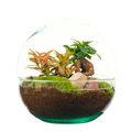 Arrangemang Terrarium