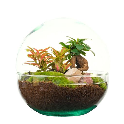 Järjestelyt Terrarium