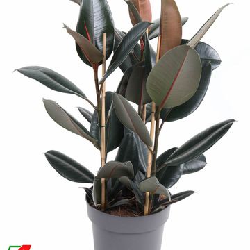 Ficus elastica 'Abidjan'