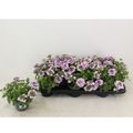 Verbena LANAI TWISTER BLUE