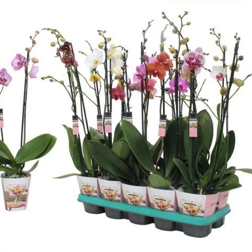 Phalaenopsis MIX (Ter Laak Orchids Midiflora)
