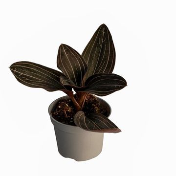 Ludisia discolor