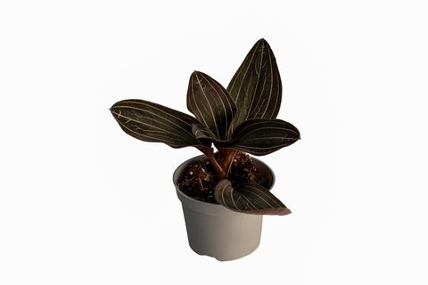 Ludisia discolor