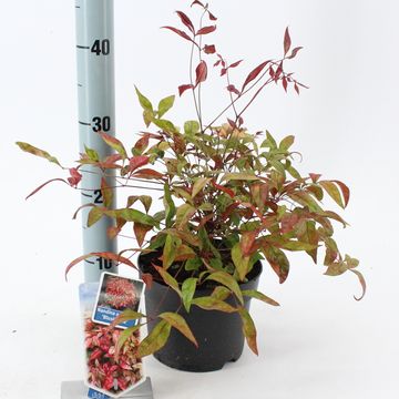 Nandina domestica BLUSH PINK