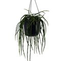Rhipsalis paradoxa 'Minor'