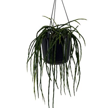 Rhipsalis paradoxa 'Minor'