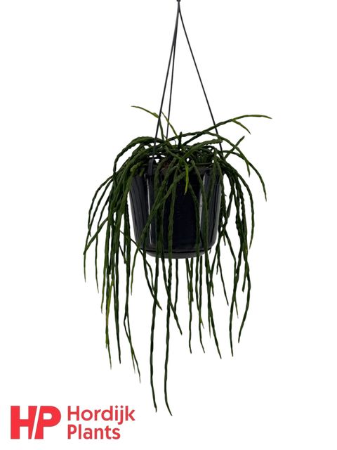 Rhipsalis paradoxa 'Minor'