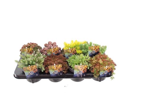 Sedum MIX