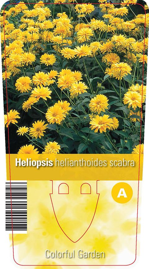 Heliopsis helianthoides scabra