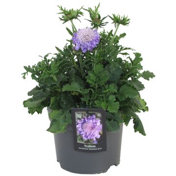 Scabiosa columbaria 'Mariposa Blue'