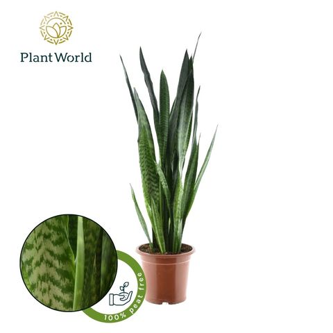 Sansevieria zeylanica