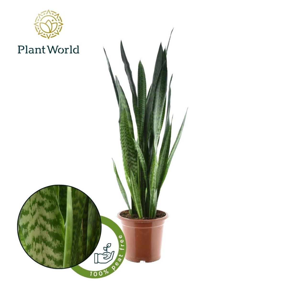 Sansevieria zeylanica  Pflanzengrohandel FlorAccess