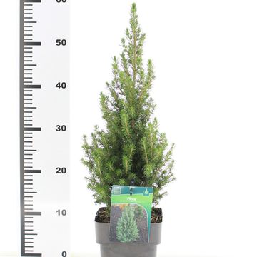 Picea glauca PERFECTA