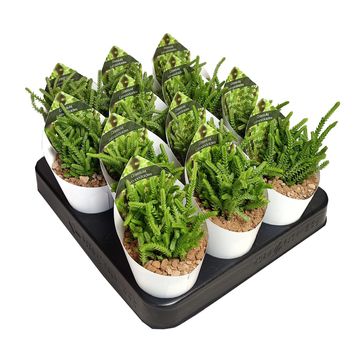 Crassula lycopodioides