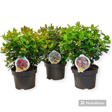 Hypericum MIRACLE MIX