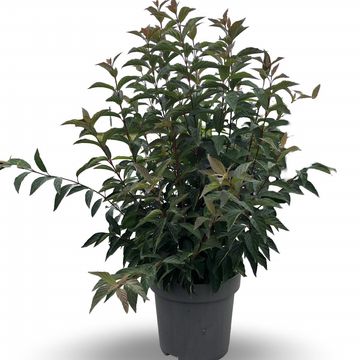 Viburnum farreri 'December Dwarf'