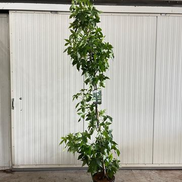 Liquidambar styraciflua 'Slender Silhouette'