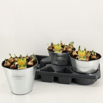 Narcissus 'Tête Bouclé'