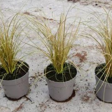 Carex comans AMAZON MIST