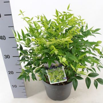 Nandina domestica MAGICAL LEMON & LIME