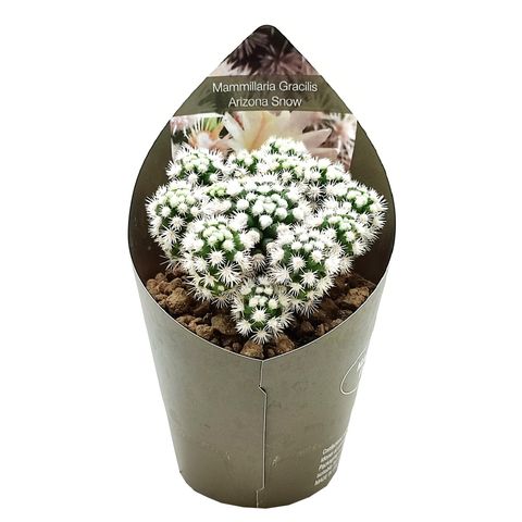 Mammillaria vetula gracilis 'Arizona Snowcap'
