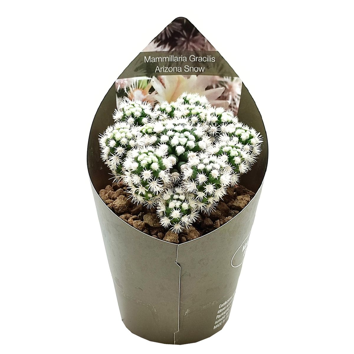 Mammillaria vetula gracilis 'Arizona Snowcap'  Plant Wholesale FlorAccess