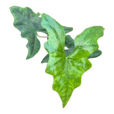 Alocasia nycteris 'Bat Wing'