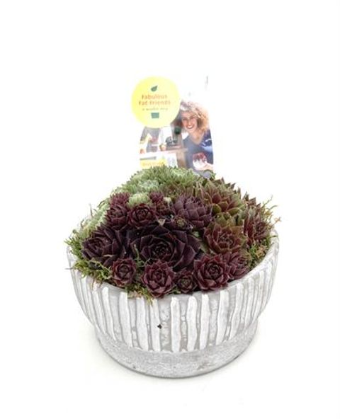 Sempervivum MIX IN POT