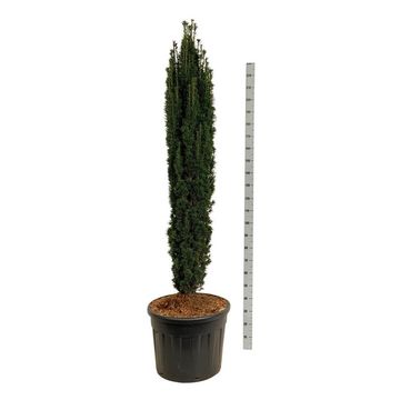Taxus baccata 'Fastigiata Robusta'