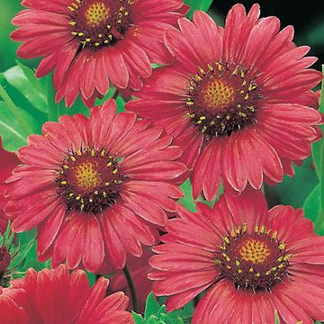 Gaillardia 'Burgunder'