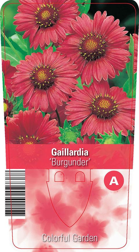 Gaillardia 'Burgunder'