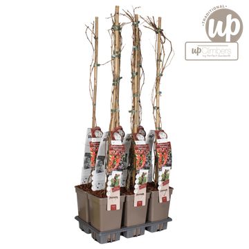 Parthenocissus quinquefolia engelmannii