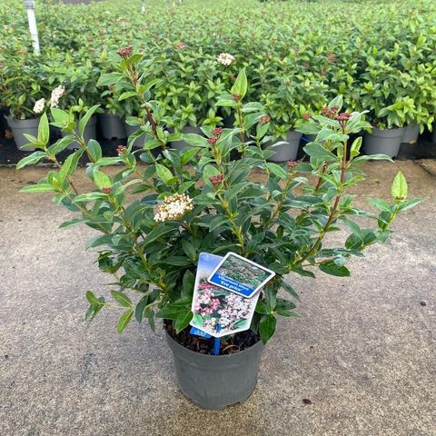 Viburnum tinus 'Eve Price'