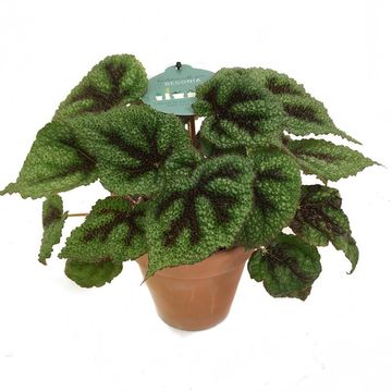 Begonia masoniana