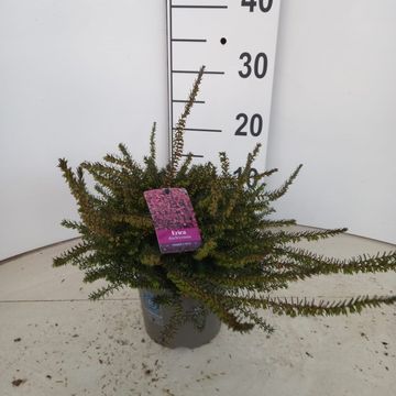 Erica x darleyensis 'Kramer's Rote'