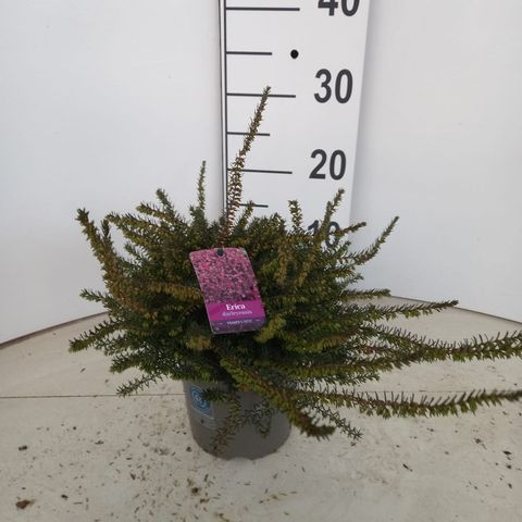 Erica x darleyensis 'Kramer's Rote'